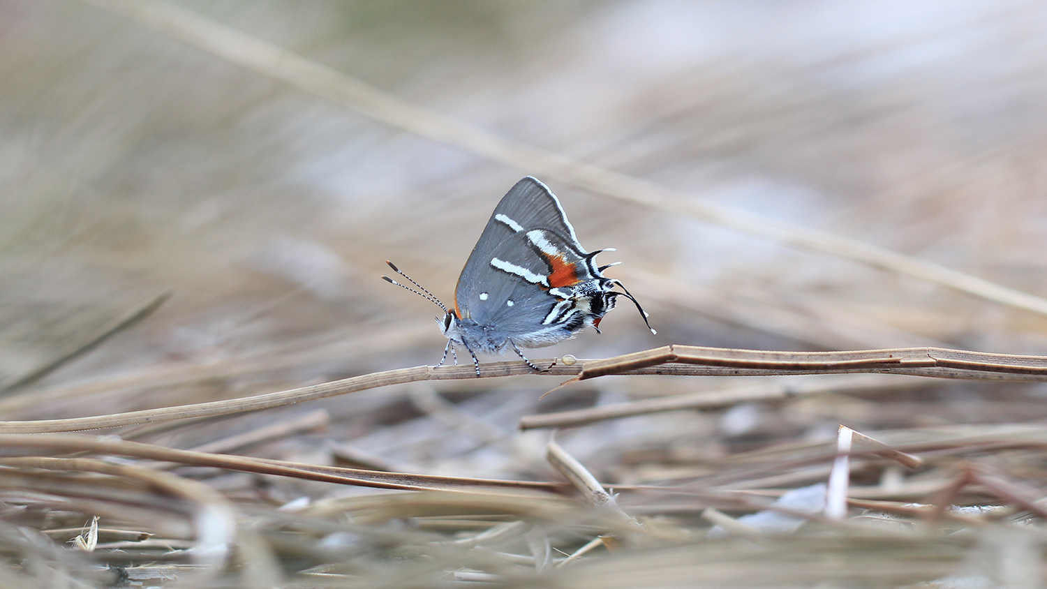 butterfly resting on dry grass