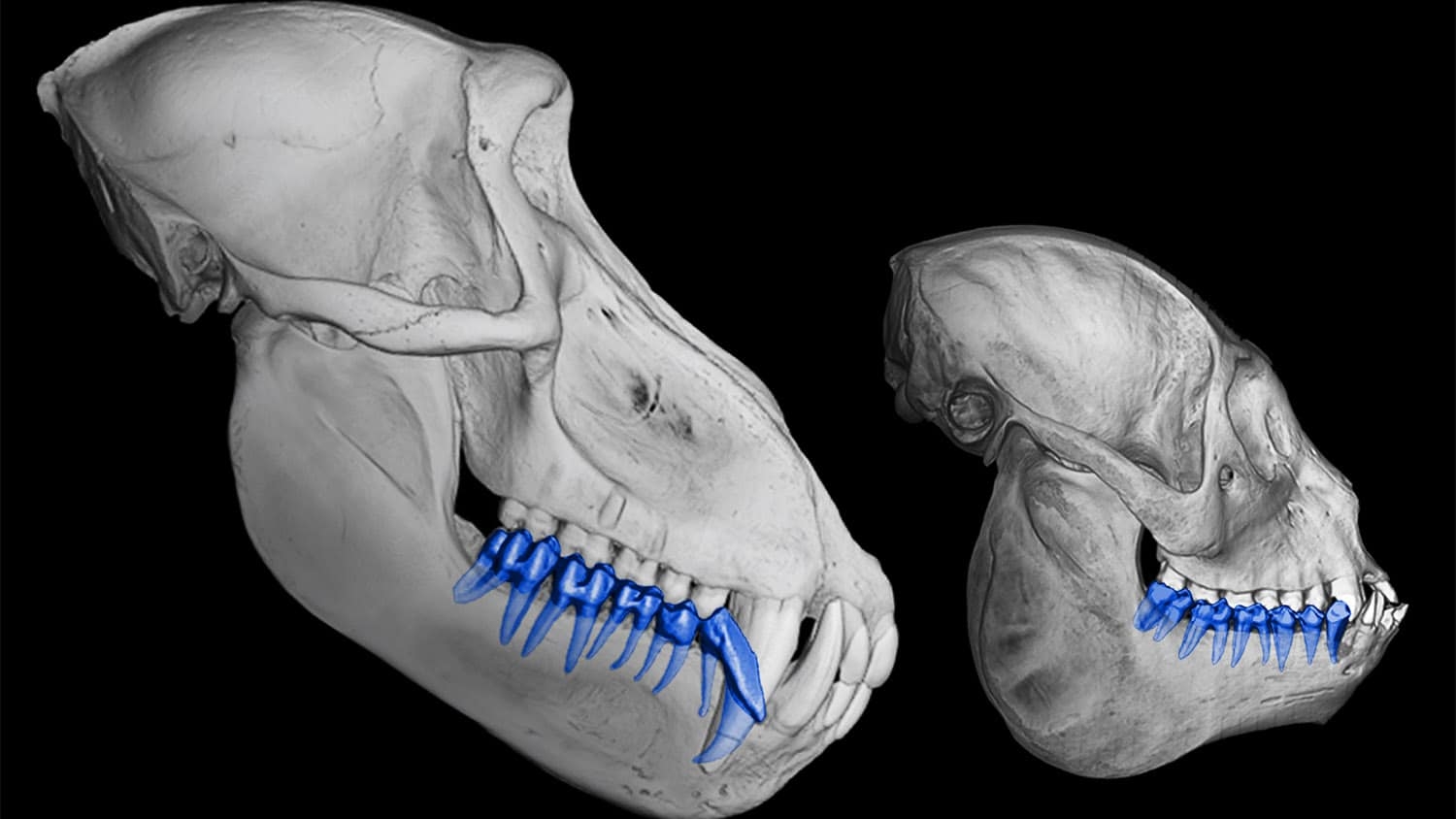 Skulls of a baboon and howler monkey with the teeth "digitally dissected."