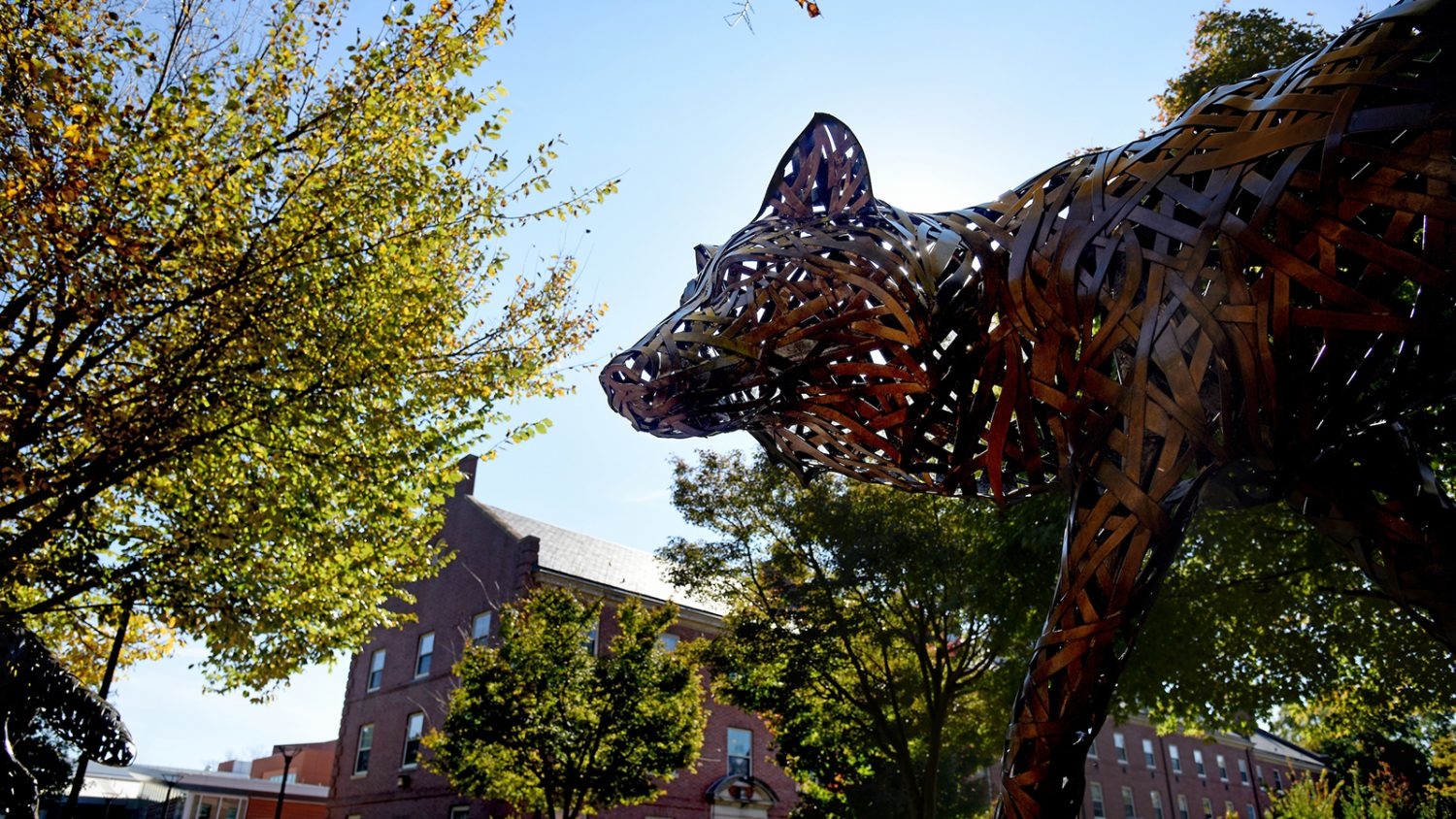 Copper Wolf on Central Campus in the fall